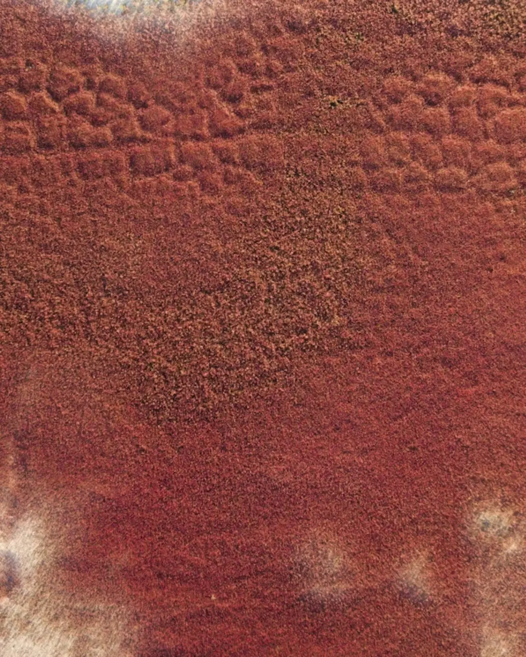 algues-rouges Très gros plan sur des algues rouges que l'on retrouve souvent sur les façades à Royan