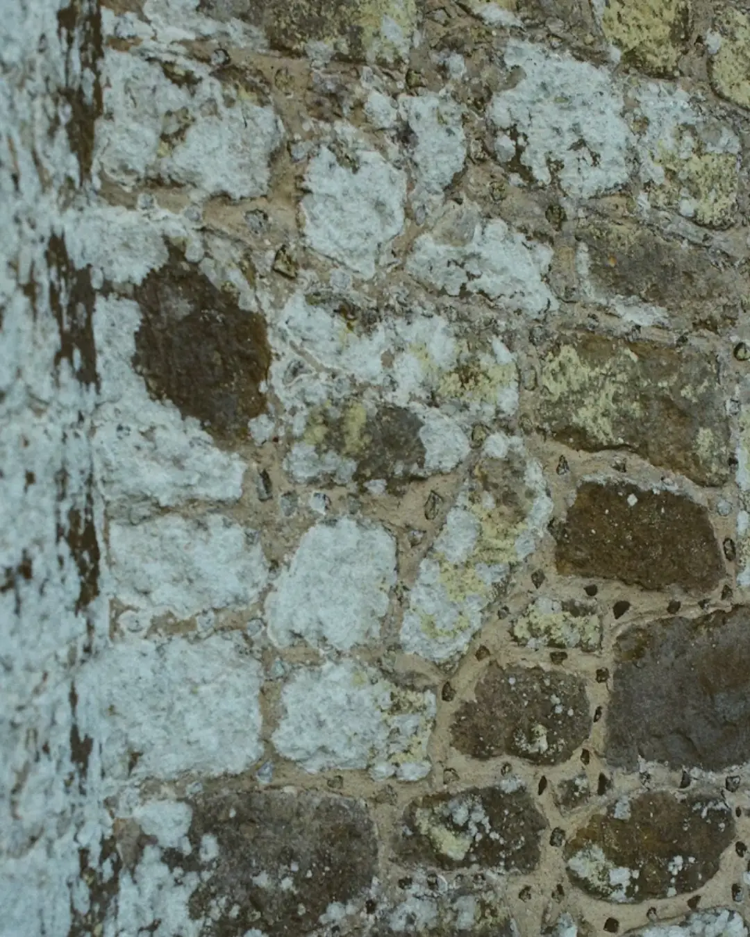 Très gros plan sur des algues rouges que l'on retrouve souvent sur les façades à Royan